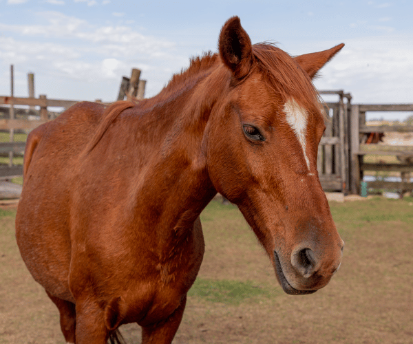 Spirit — rescued quarter horse